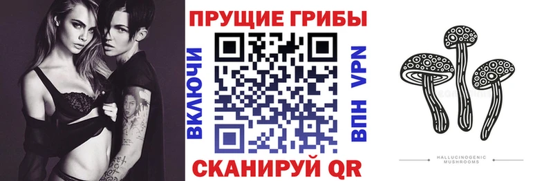 что такое наркотик  Углич  Галлюциногенные грибы Cubensis 